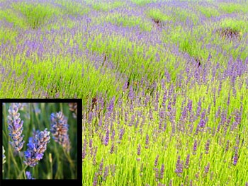 Lavender Lavandula spp